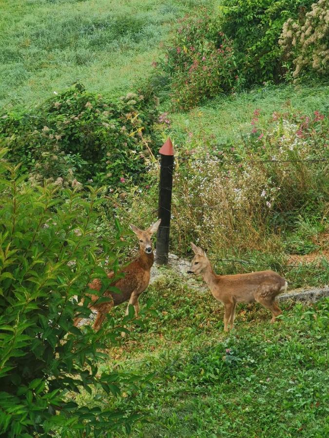 Ferienwohnung Im Nationalpark Gesaeuse Hieflau Bagian luar foto